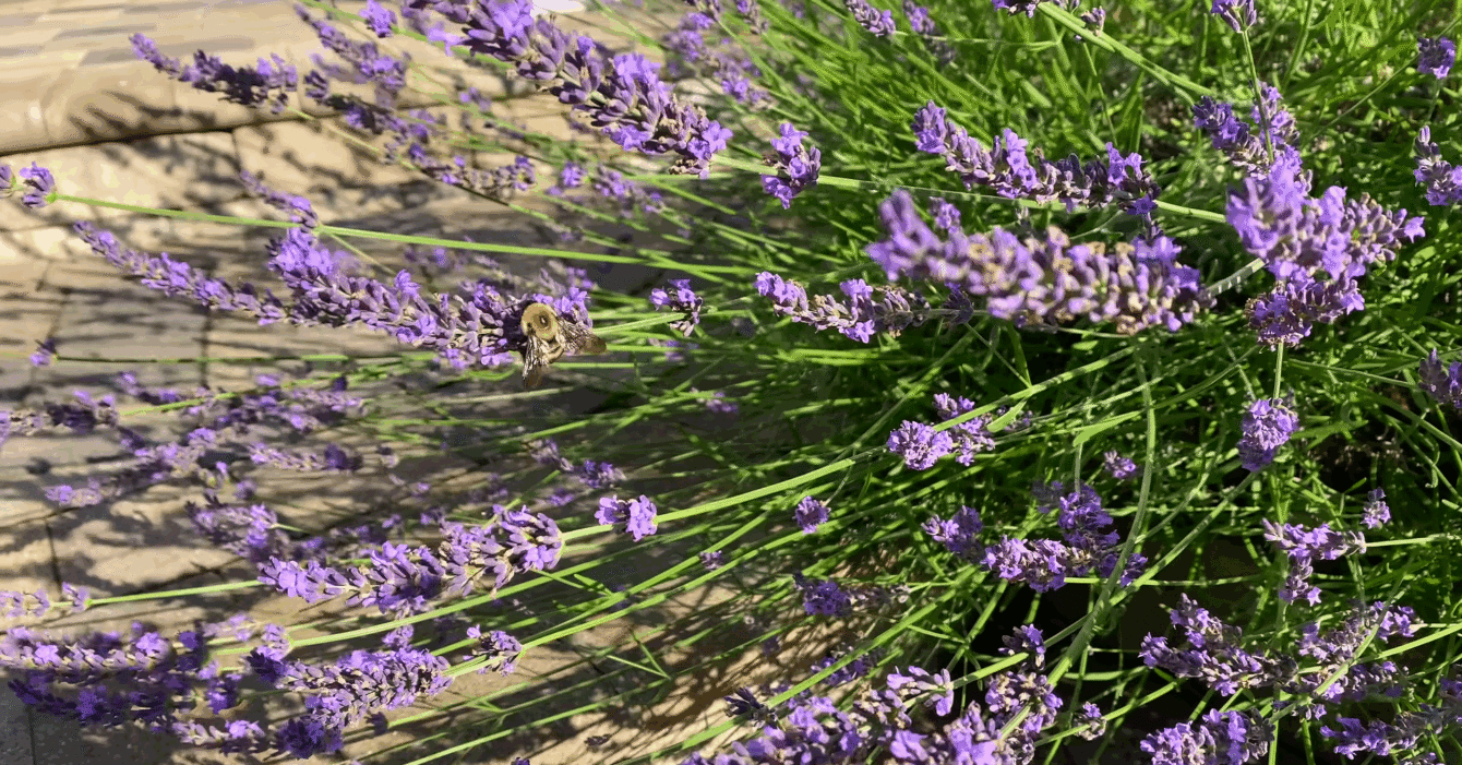 When to Prune Lavender