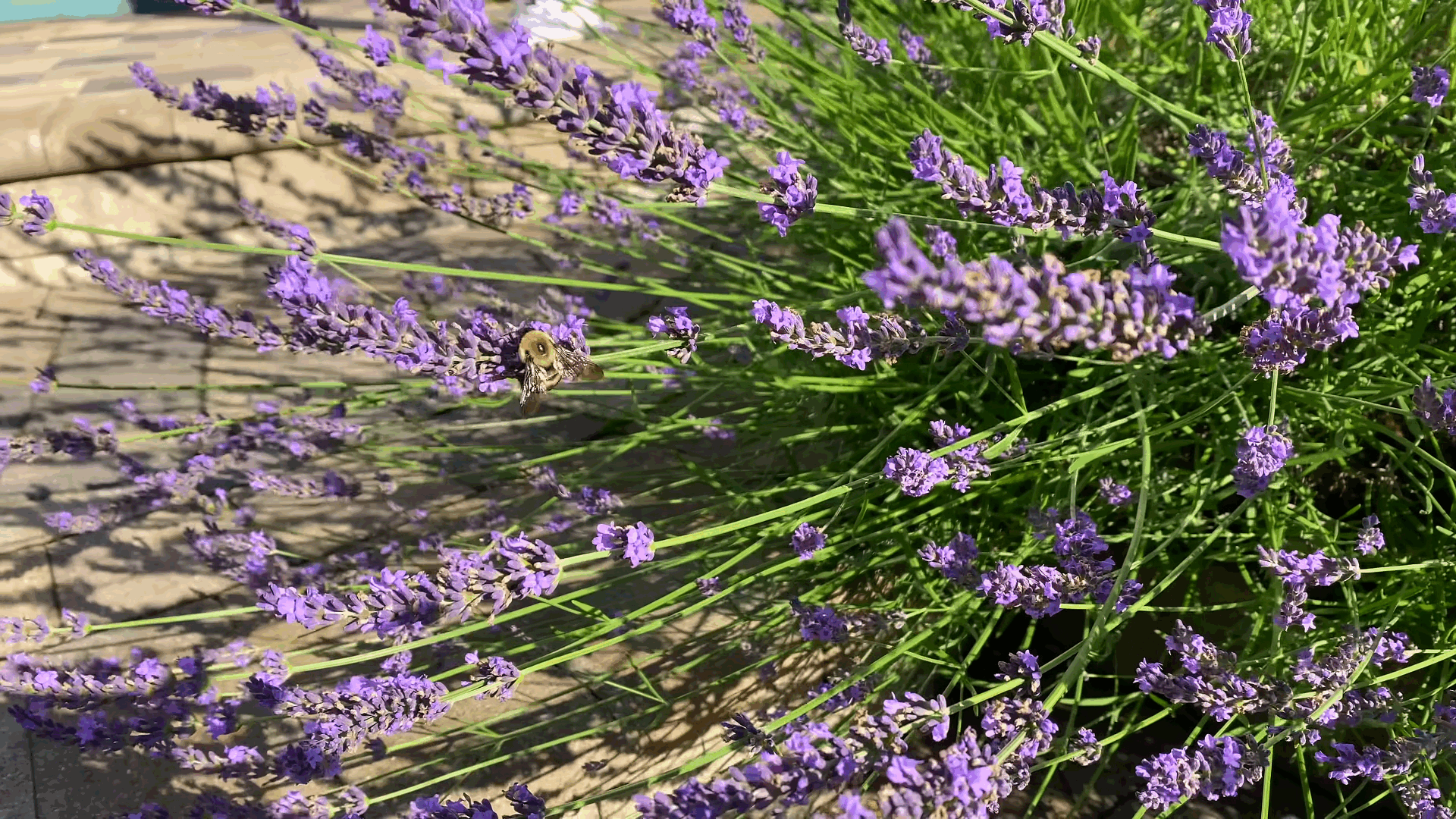 When to Prune Lavender