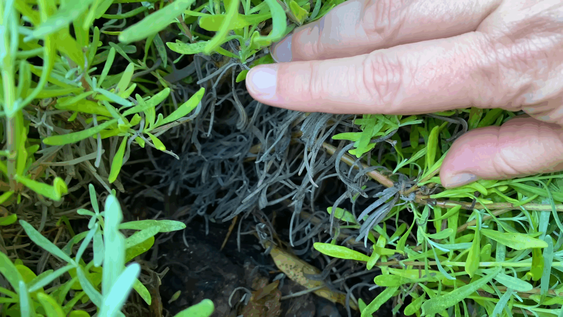 When to Prune Lavender