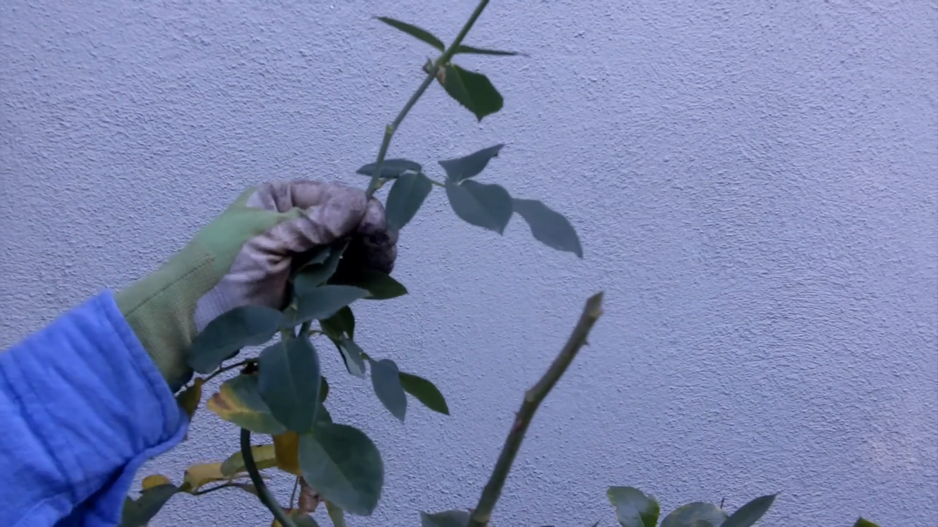 How Do You Prune a Rosebush