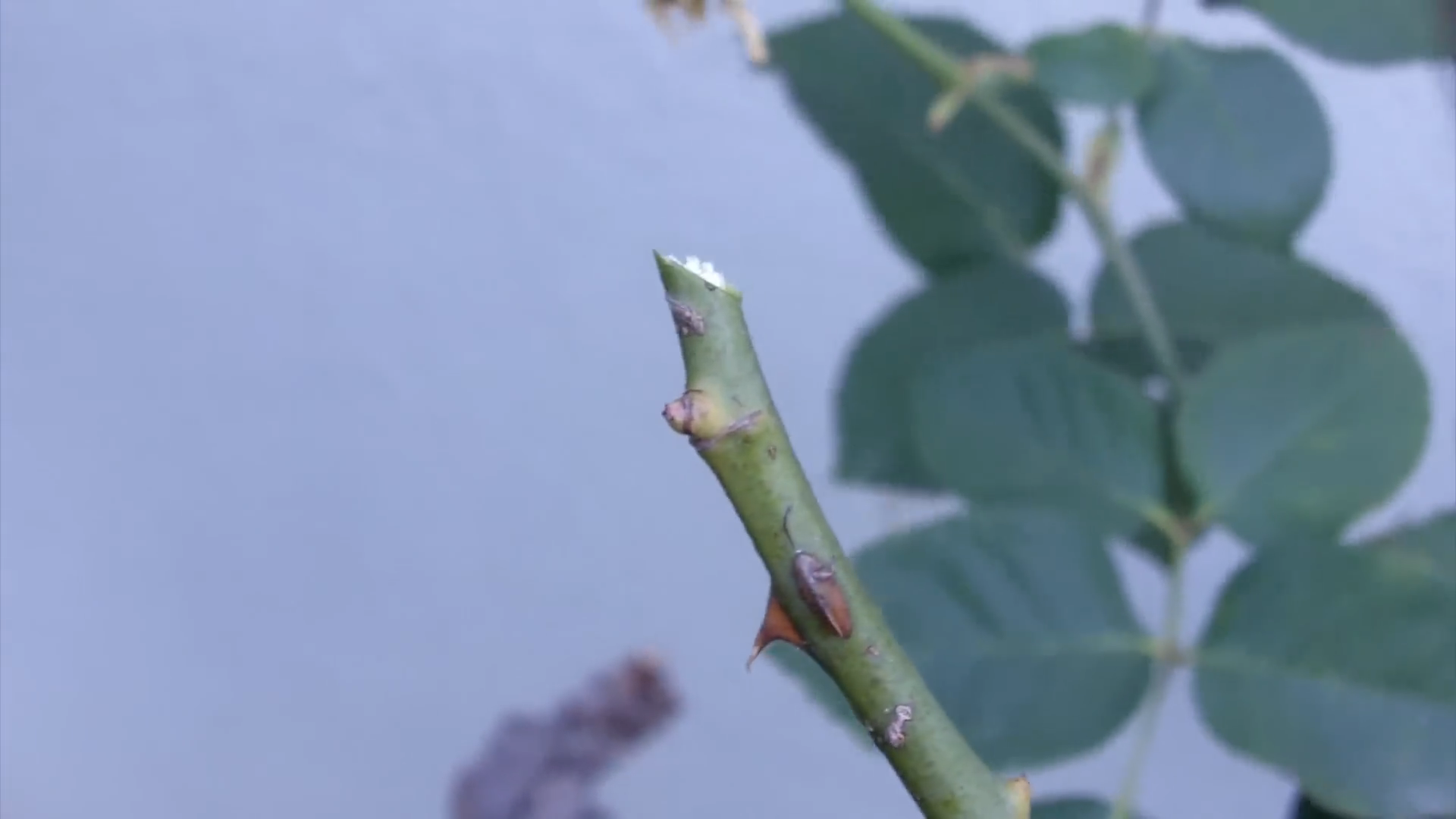 How Do You Prune a Rosebush