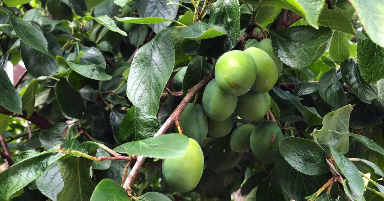 When to Prune Plum Trees