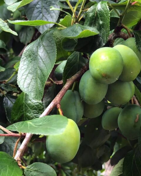 When to Prune Plum Trees