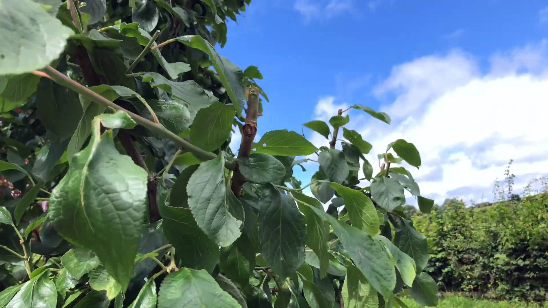 When to Prune Plum Trees
