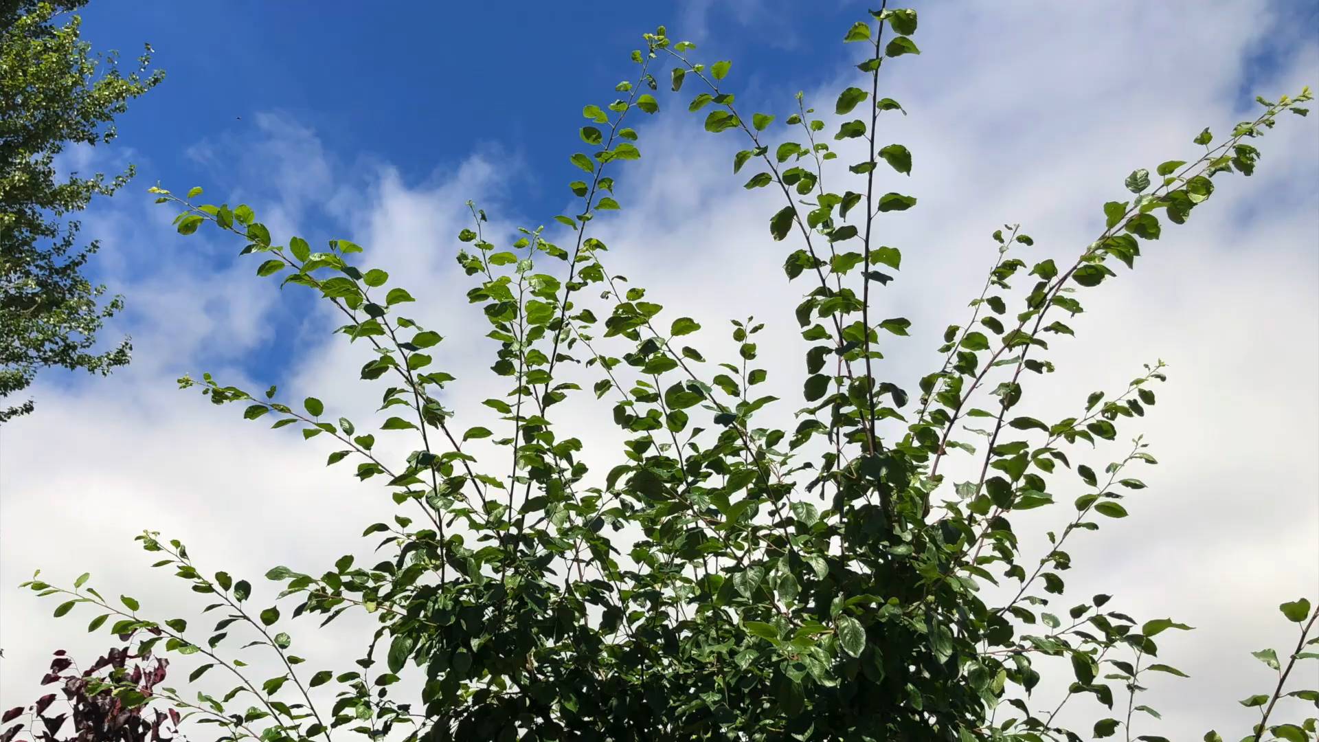 When to Prune Plum Trees