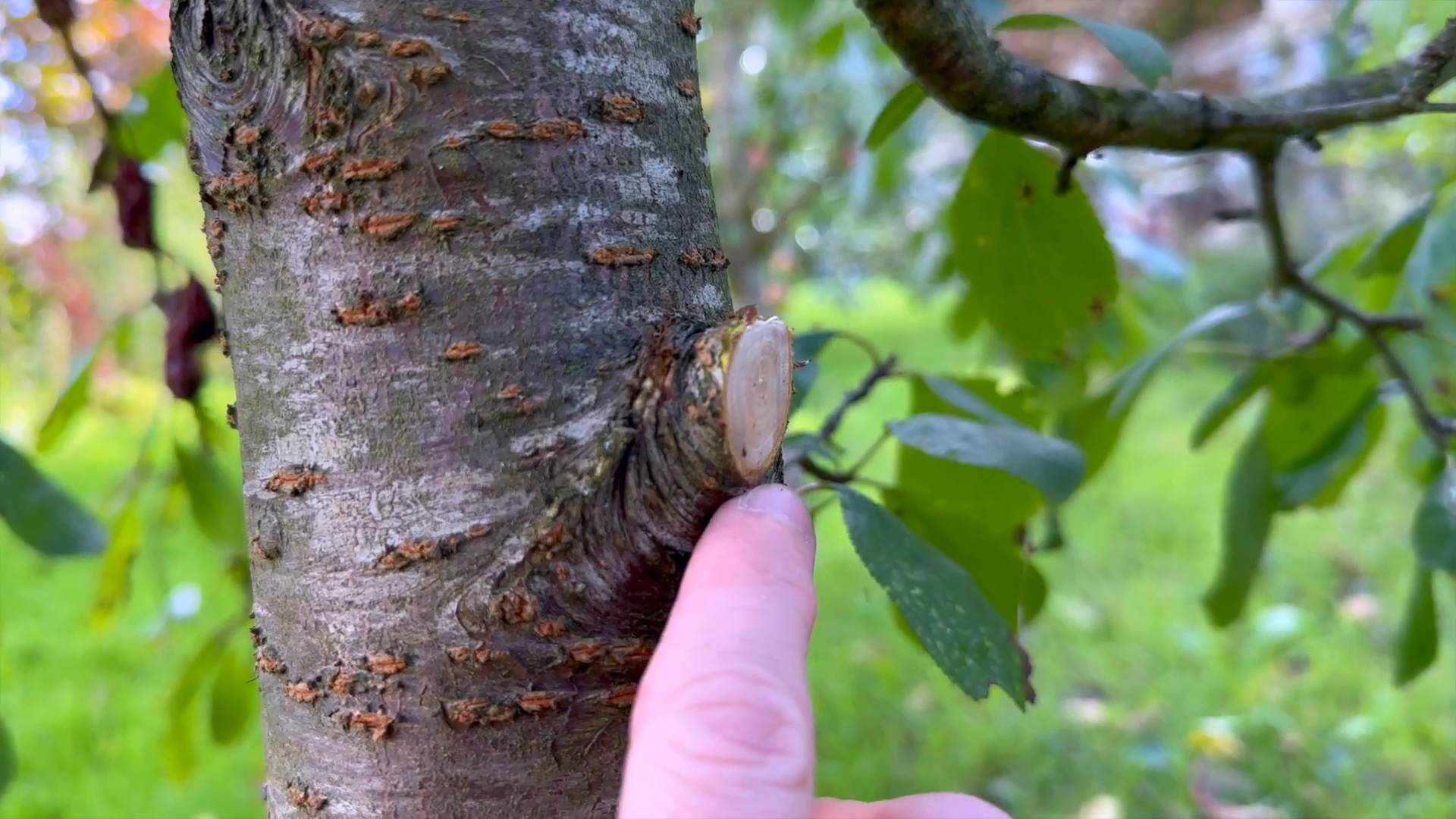 When to Prune Cherry Trees UK
