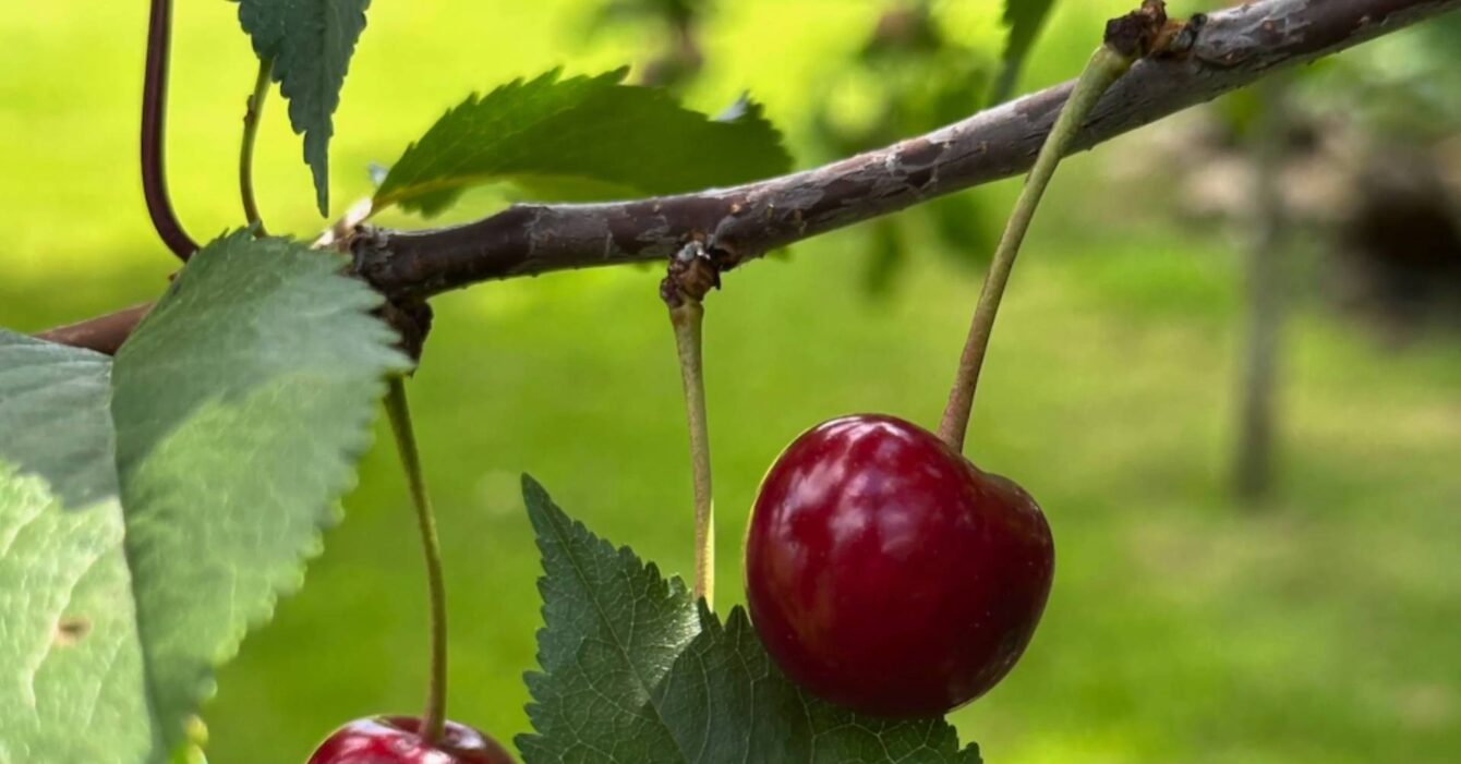 When to Prune Cherry Trees UK