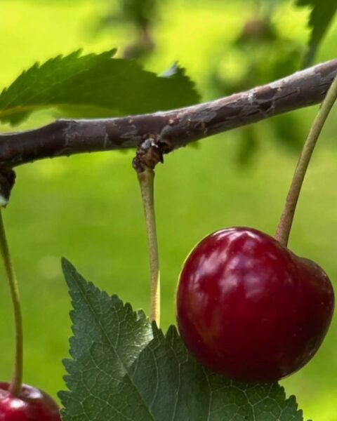 When to Prune Cherry Trees UK