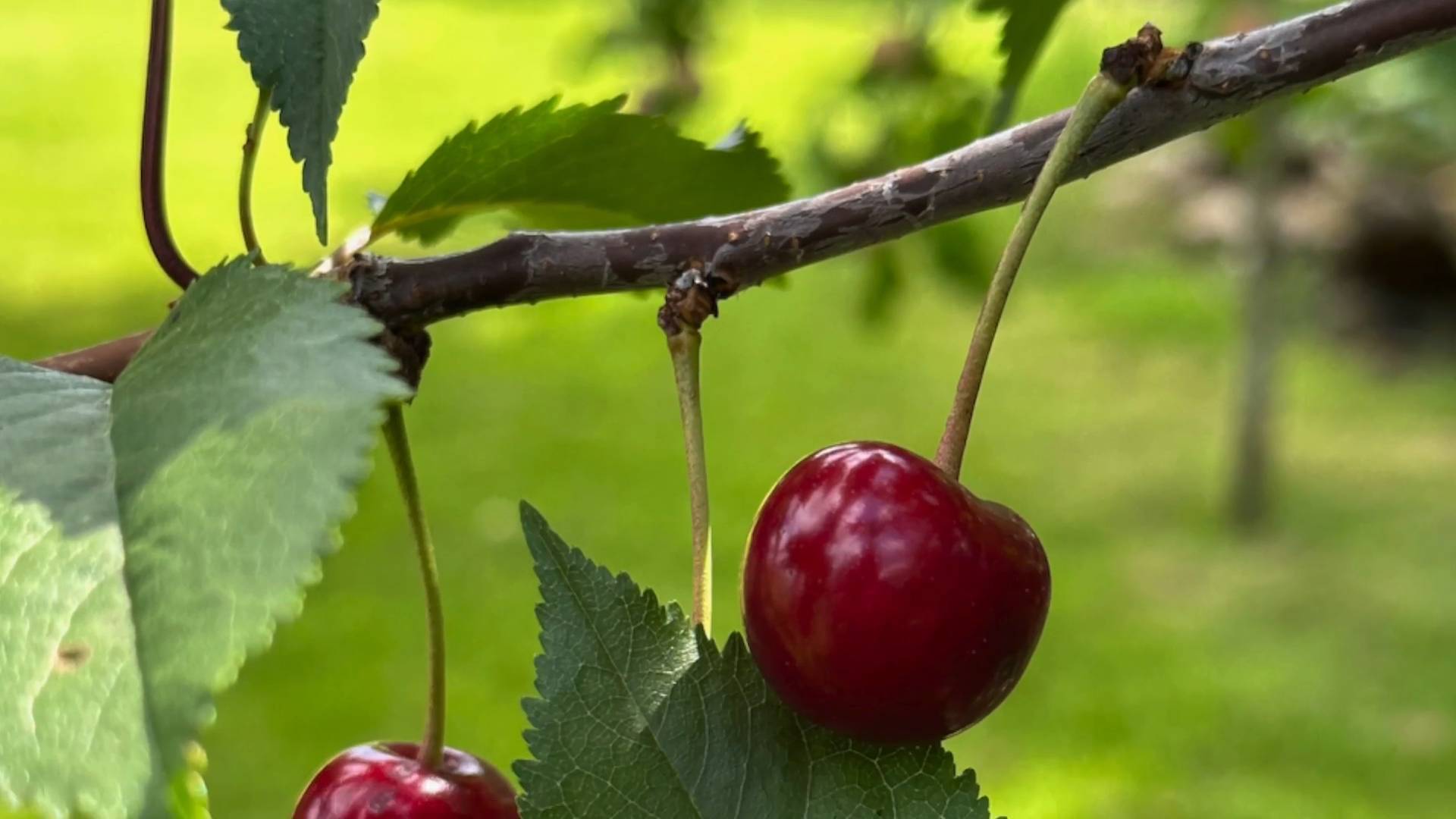 When to Prune Cherry Trees UK – Folit