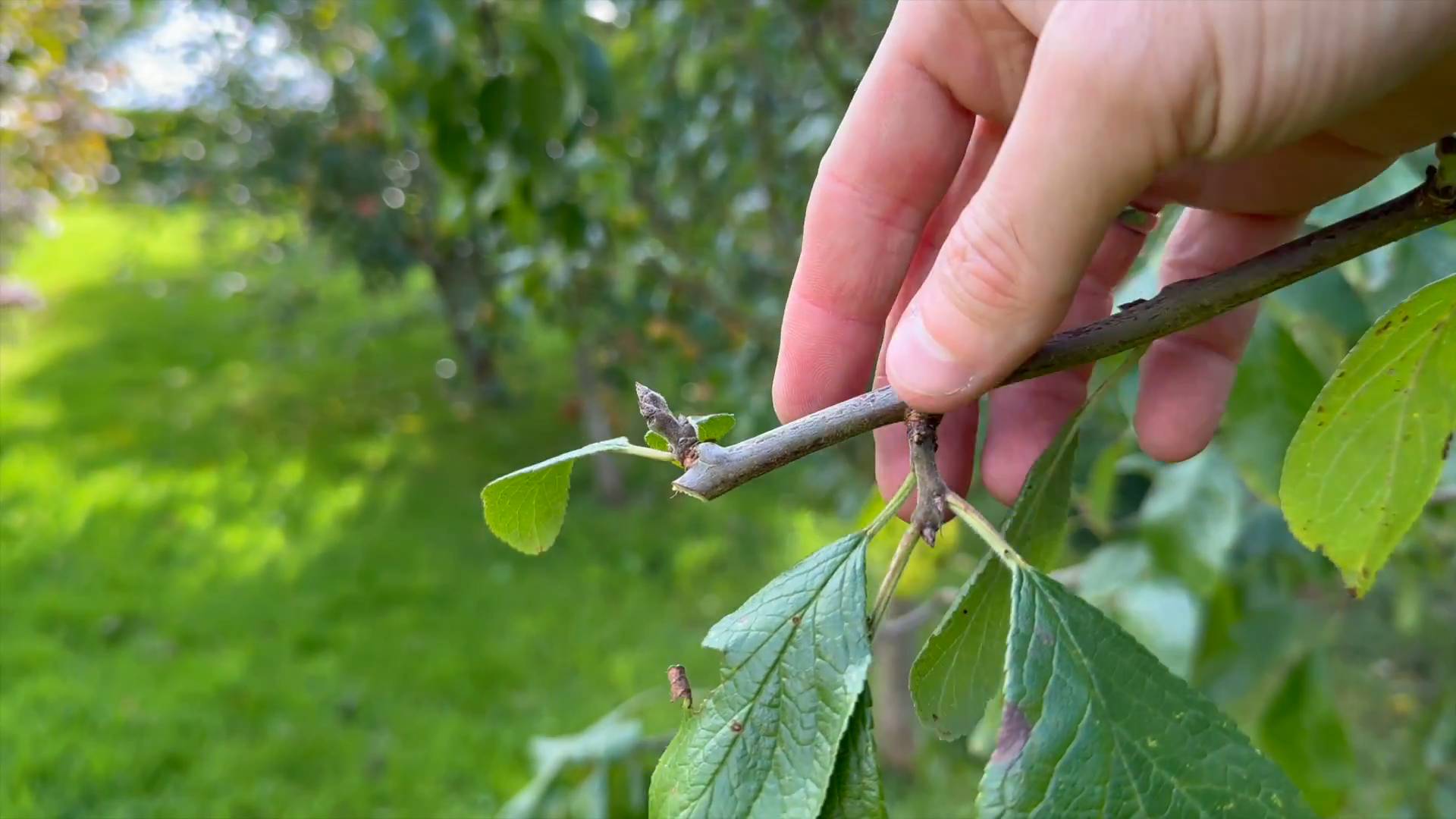 When to Prune Cherry Trees UK