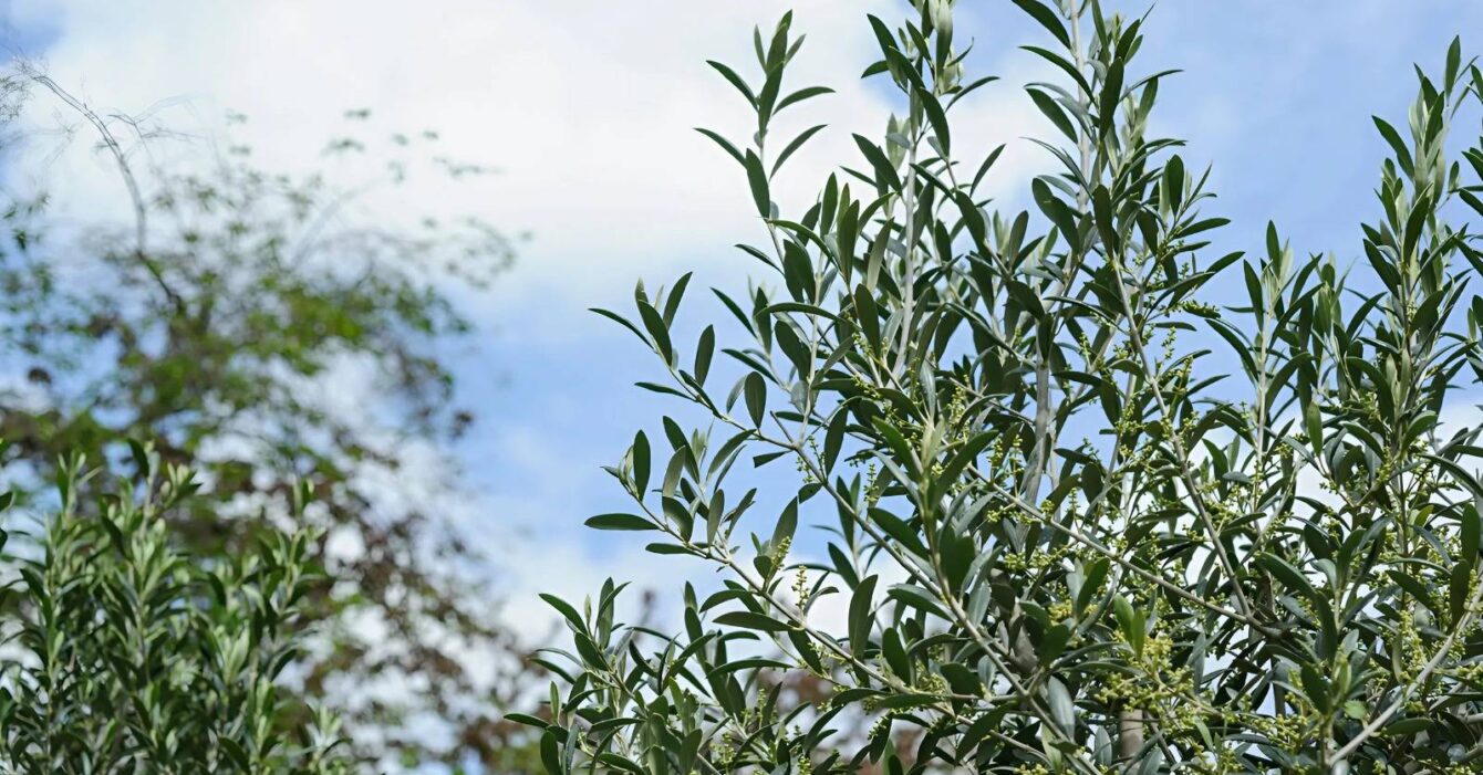 When to Prune Olive Trees UK