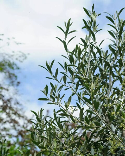 When to Prune Olive Trees UK