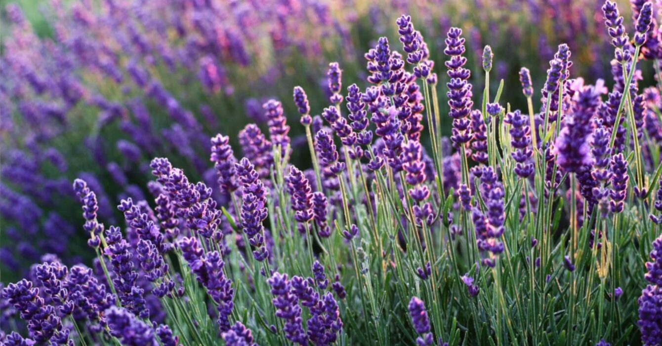 How Do You Prune a Lavender Plant