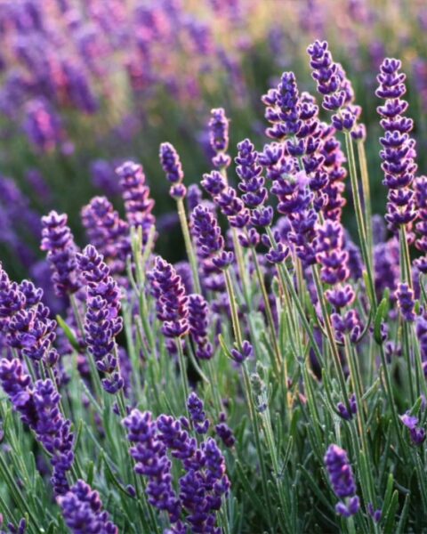 How Do You Prune a Lavender Plant