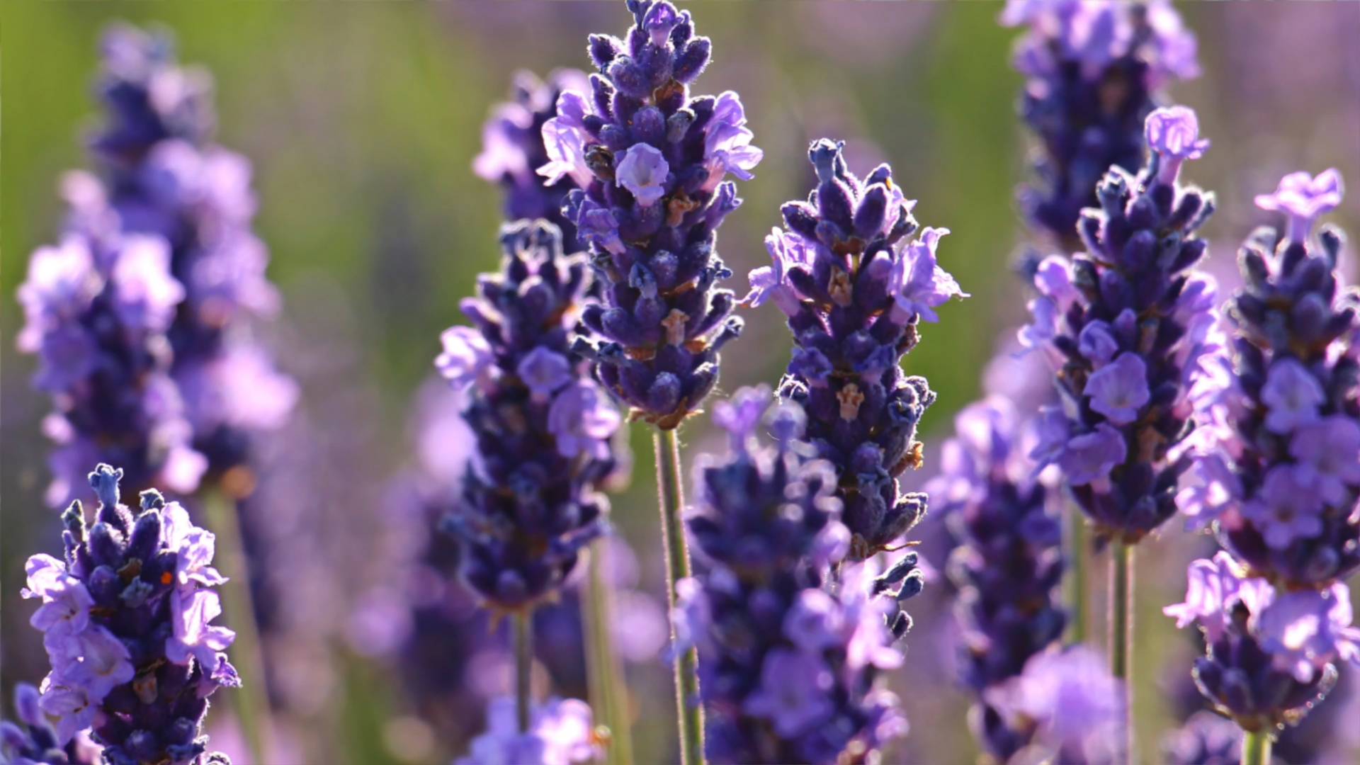 How Do You Prune a Lavender Plant