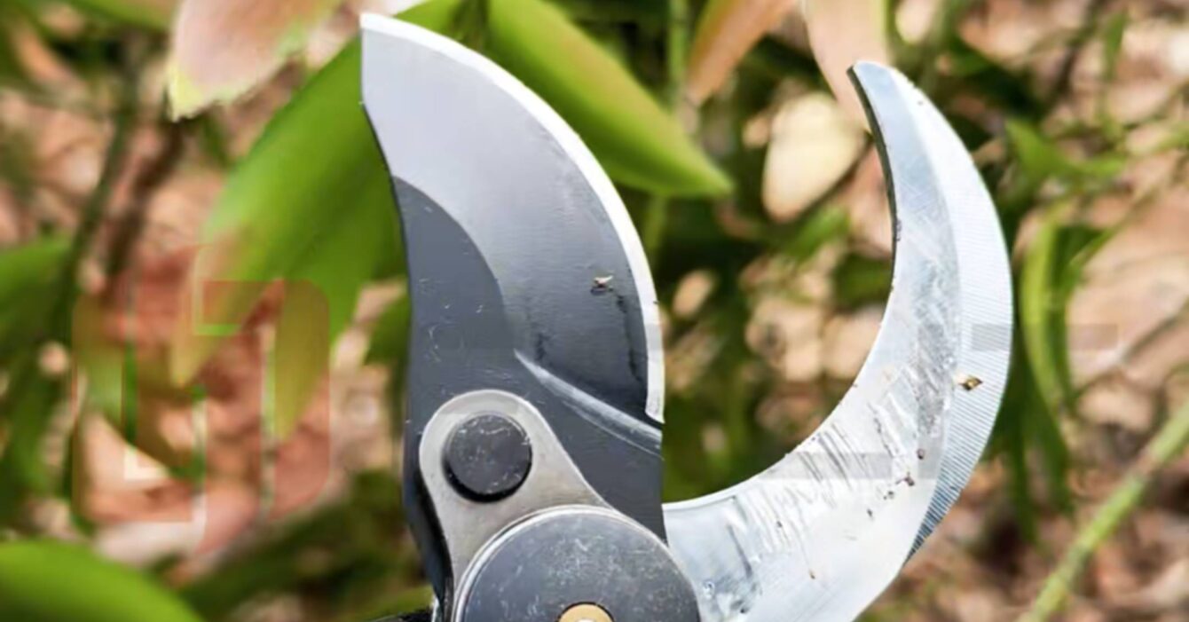 How to Clean and Maintain Your Garden Secateurs
