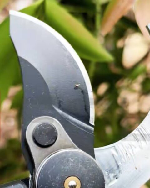 How to Clean and Maintain Your Garden Secateurs